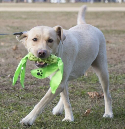 Pet Life ® 'Extreme Twist' Sporty Tugging Jute And Squeak Dog Toy -Tropiclean Store pet life r extreme twist eco friendly natural jute sporty durable squeak tugging pet dog rope toy 372956