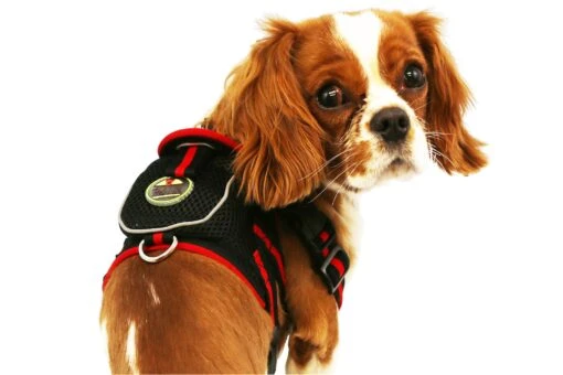 Pet Life ® 'Pocket Bark' Reflective Adjustable Fashion Pet Dog Harness W/ Hook-and-Loop Pouch And Dual Harness Rings -Tropiclean Store pet life r pocket bark reflective adjustable fashion pet dog harness w velcro pouch and dual harness rings 373672 scaled