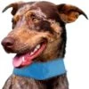 Pet Life ® 'Summer-Cooling' Ice Insertable And Adjustable Cooling Dog Neck Wrap -Tropiclean Store pet life r summer cooling ice insertable and neck adjustable cooling safety ice pack dog neck wrap 180004