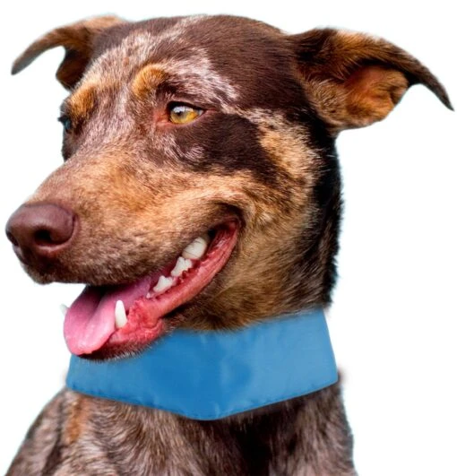 Pet Life ® 'Summer-Cooling' Ice Insertable And Adjustable Cooling Dog Neck Wrap -Tropiclean Store pet life r summer cooling ice insertable and neck adjustable cooling safety ice pack dog neck wrap 180004 scaled